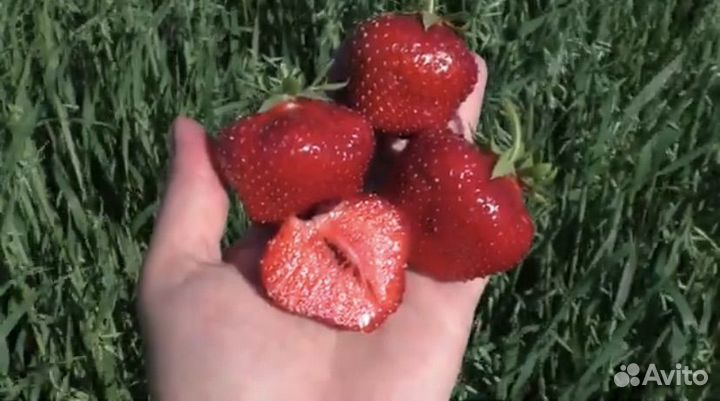 Клубника Гигантелла Максим