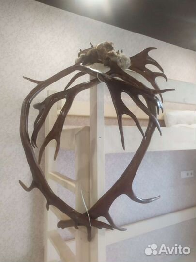 Рога оленя с частью черепа