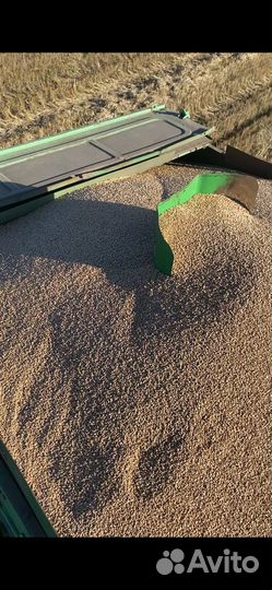 Зерно пшеница