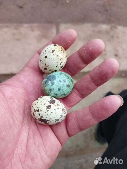 Декоративная клетка для перепелов