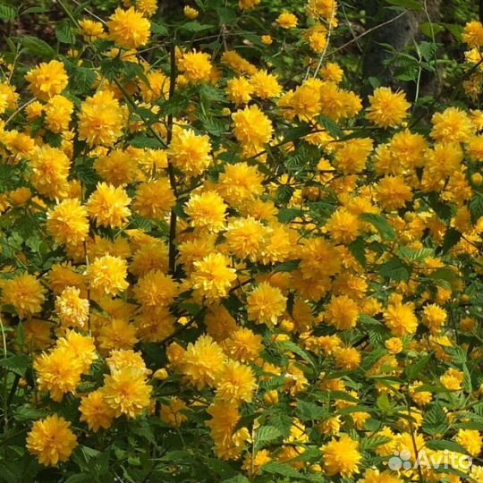 Керрия японская махровая