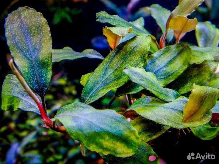 Буцефаландры Shine blue sp. Kedagang