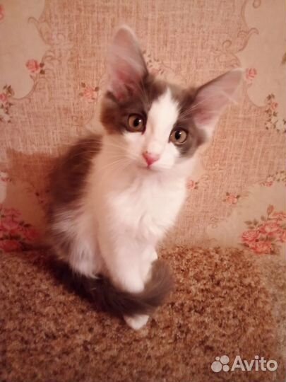 Кошка 2 месяца в добрые руки