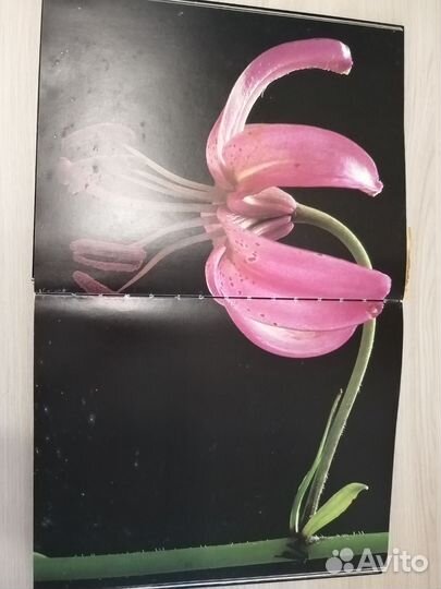 Мишель Виар 