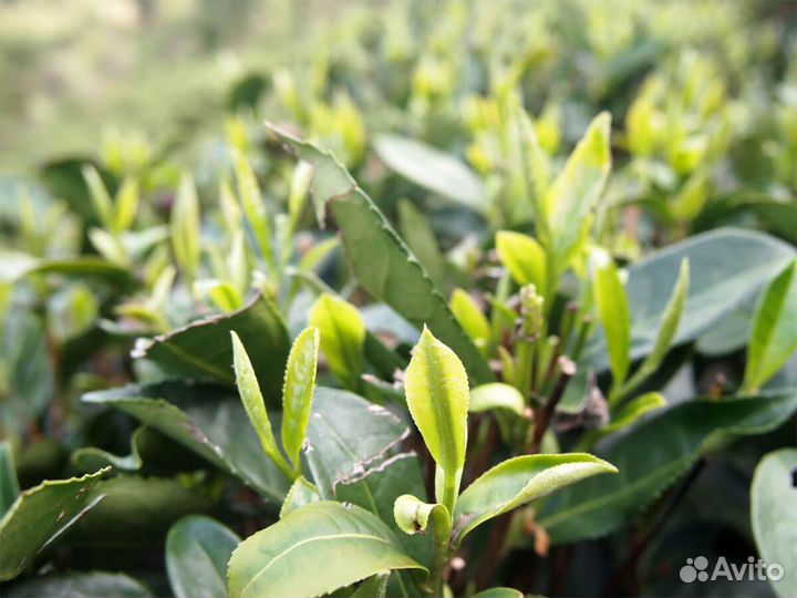 Саженцы чая камелии китайской