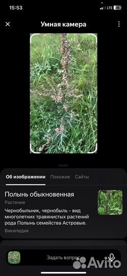 Полынь обыкновенная