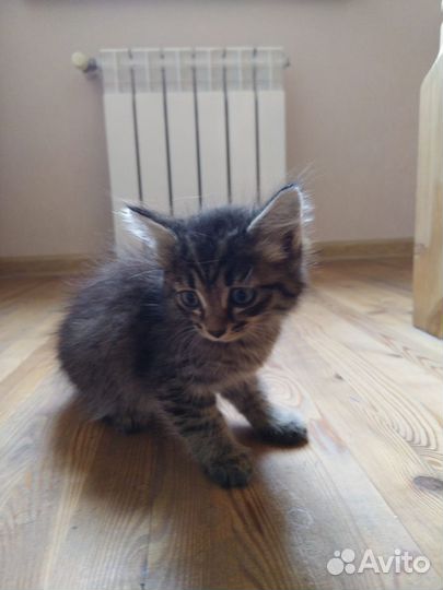 Кошка в дар