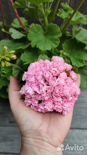 Пеларгония герань Princess Philippa