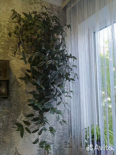 Традесканция