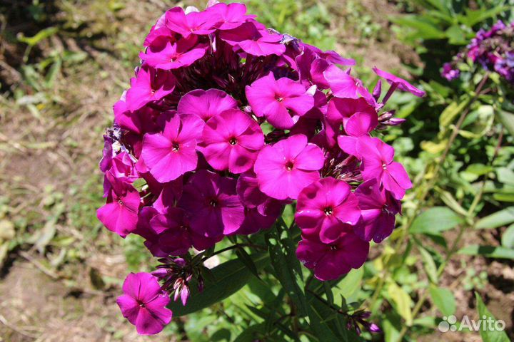 Флокс сортовой