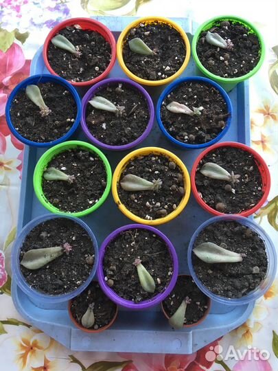 Кактусы и суккуленты