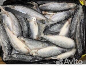 Сельдь исландия (жирная)