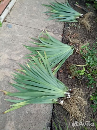 Клубни ириса