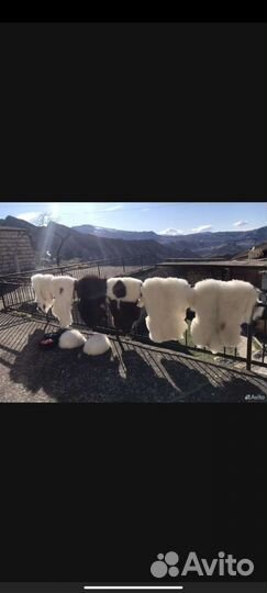 Папахи и шкуры