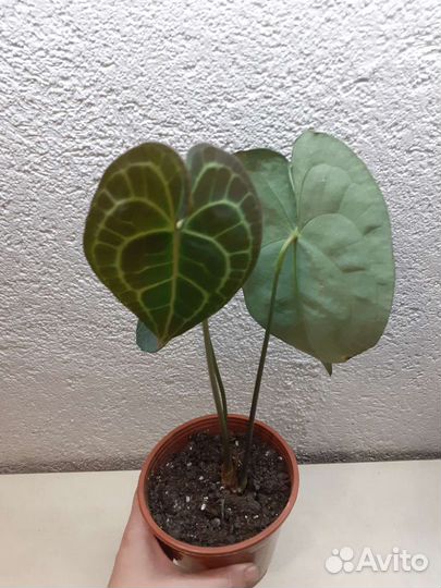 Антуриум кларинервиум 12/40