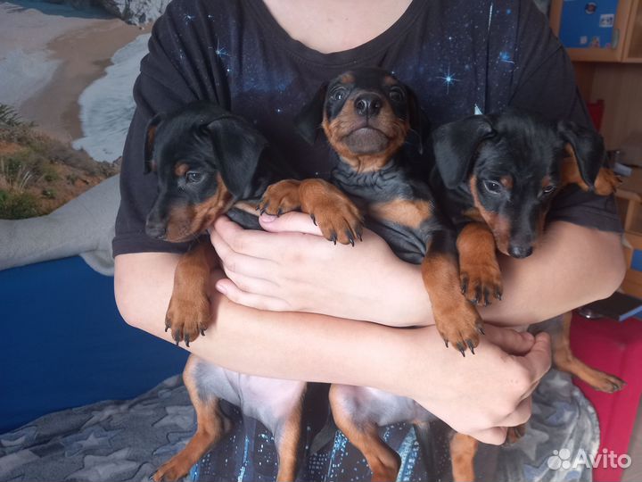 Щенки цвергпинчера