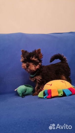 Шикарные иорики