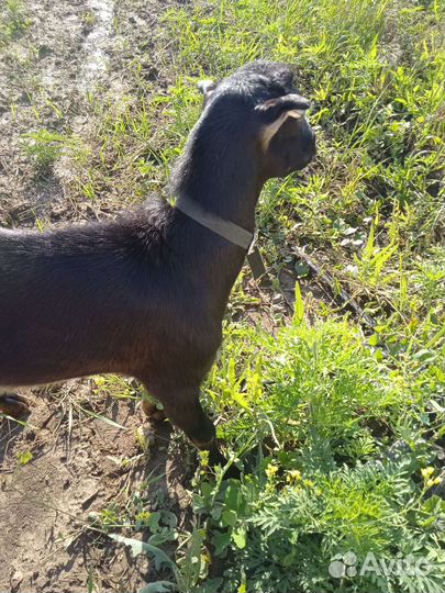 Коза нубийская