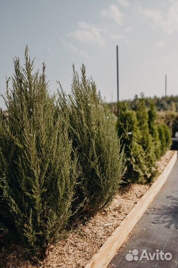 Можжевельник блю эрроу