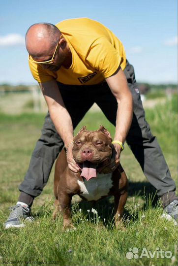 Американский булли шоколадный трик. Вязка