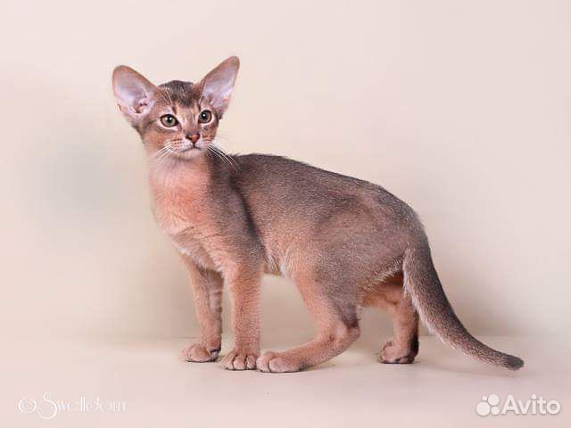 Абиссинские котята