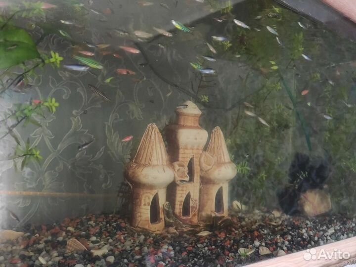 Аквариумные рыбки