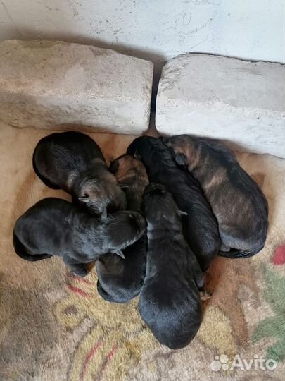 Немецкие щенки