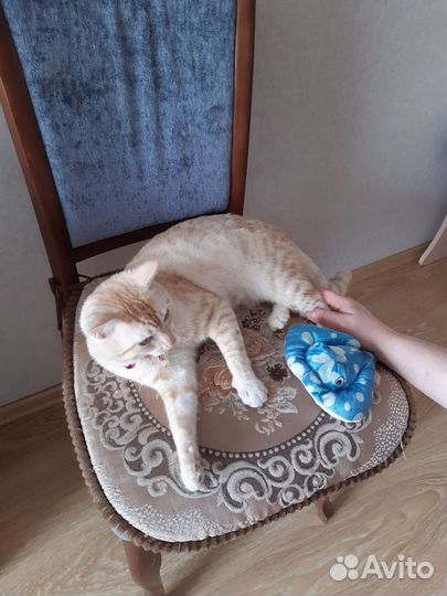 Котик молодой очень красивый мальчик