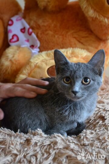 Котенок в добрые руки