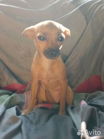 Той-терьер щенки