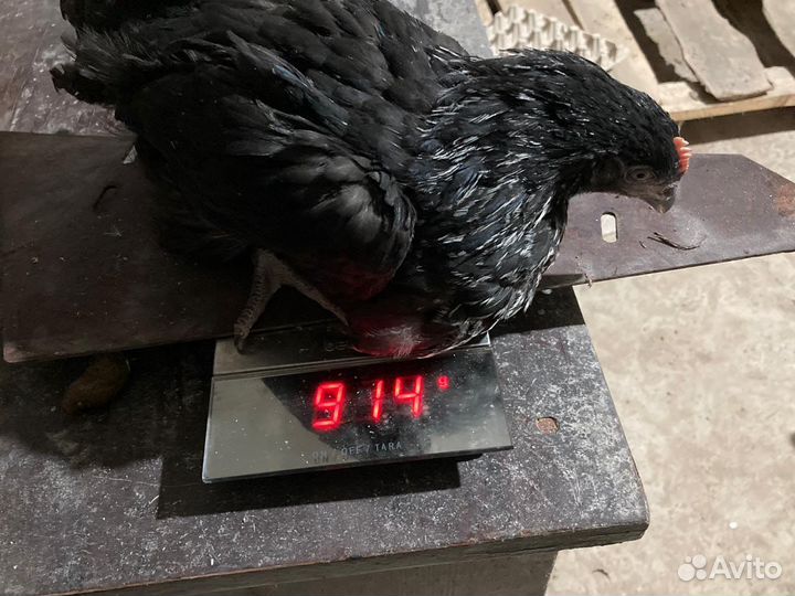 Куры Несушки