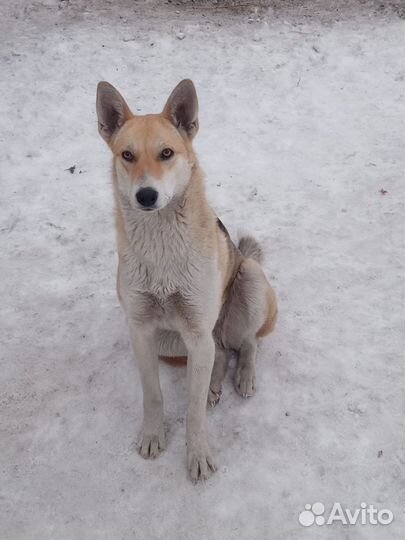 В добрые руки