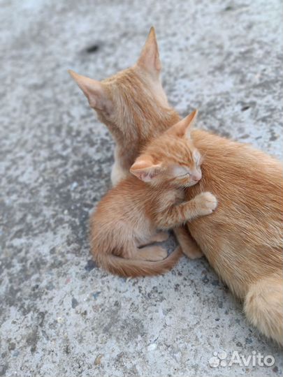 Котята в добрые руки бесплатно