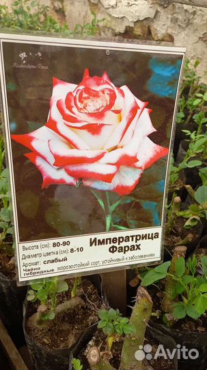 Саженцы роз многолетние