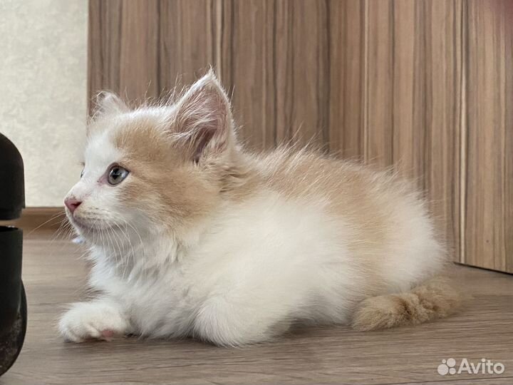 Котята в добрые руки бесплатно