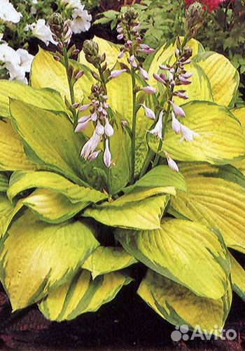 Хосты сортовые (с зкс)