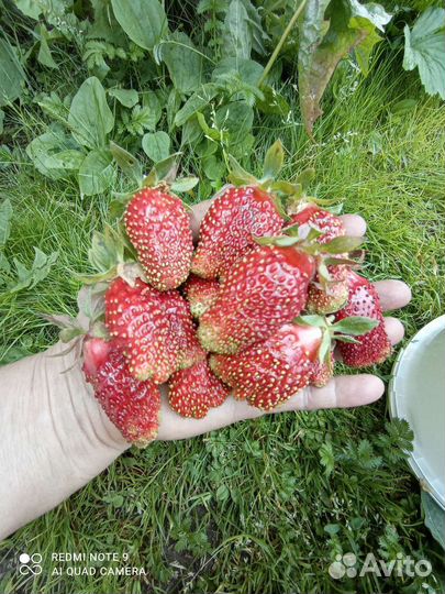 Земляника садовая, земклуника, усы