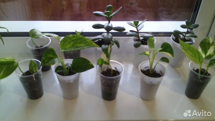 Отростки сциндапсус,денежн,хавортия,алоэ