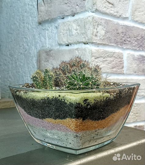 Мини флорариум