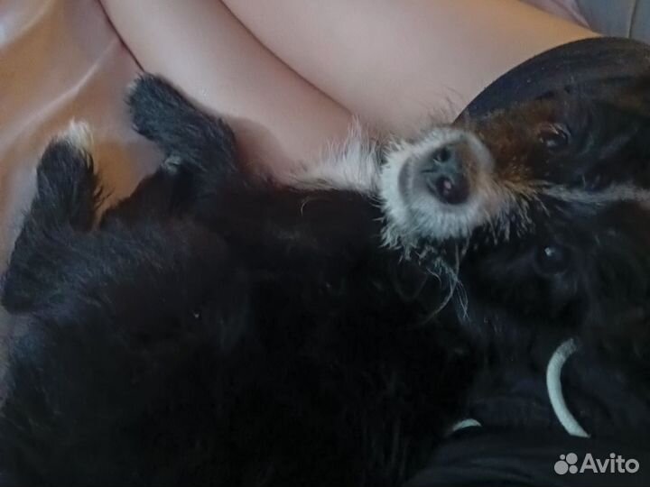 Передержка животных