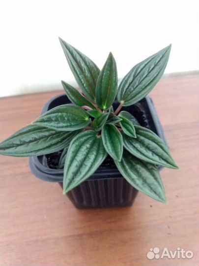 Пеперомия россо