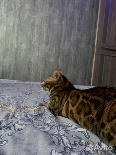 Бенгальская кошка вязка