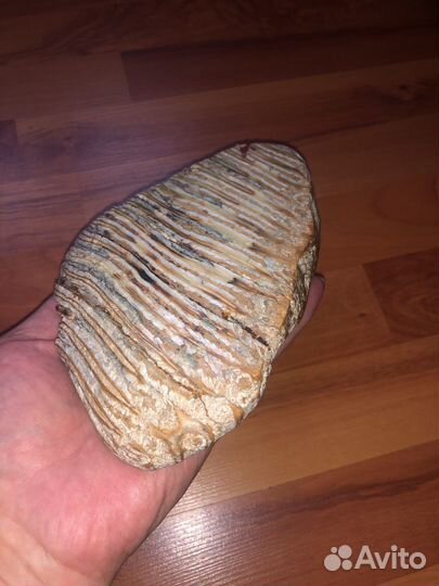 Зуб мамонта