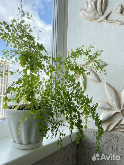 Адиантум венерин волос