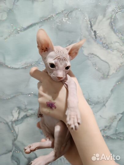 Донской сфинкс котята