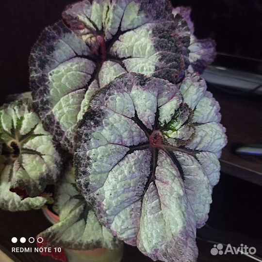 Бегония сортовые