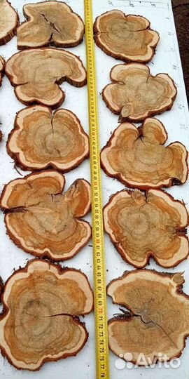 Спилы можжевельника