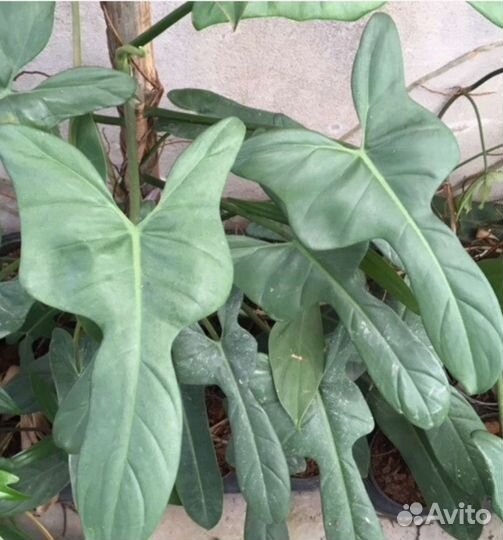 Филодендрон Голубая Гитара