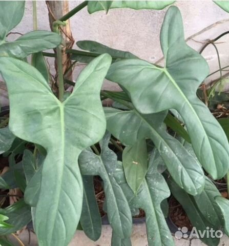 Филодендрон Голубая Гитара