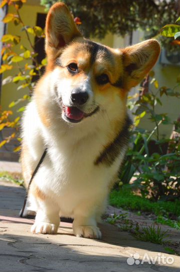 Вельш-корги пемброк вязка